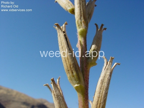 eveningprimrose, silky